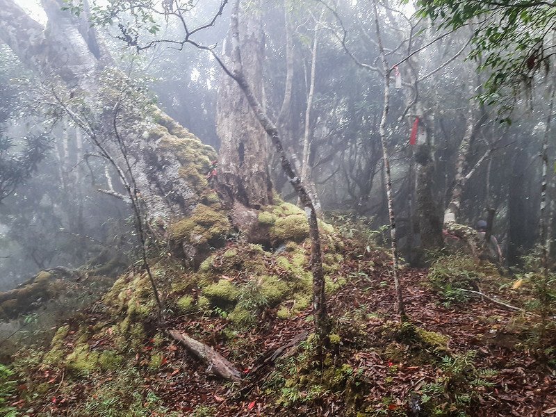 加奈鹿山主稜線杜鵑林 (4)