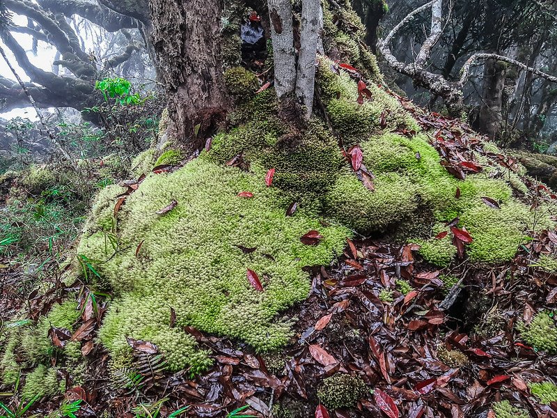 加奈鹿山主稜線杜鵑林 (7)