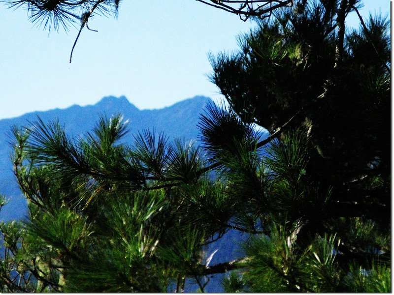 治茆山東北稜南眺玉山群峰