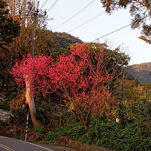 【走。遊台北】賞花趣-北投區櫻花隧道