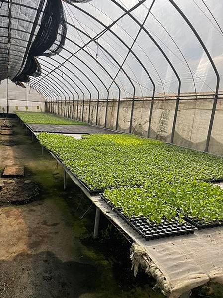 只種蔬菜的專業有機農場