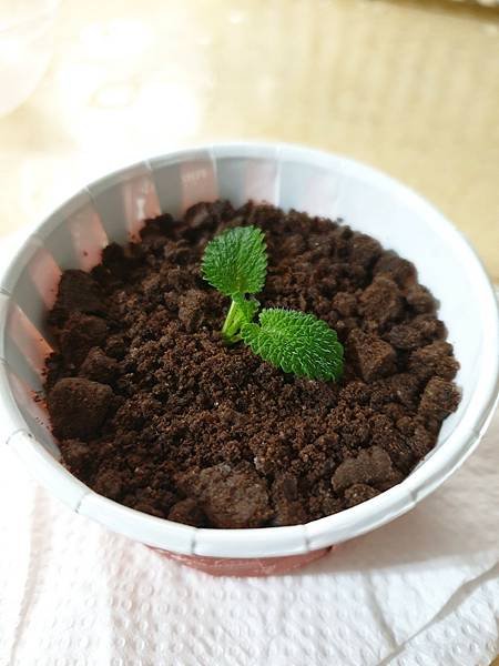 &lt;Do yourself-手工奶酪&gt;疫情期間一起來享受DIY