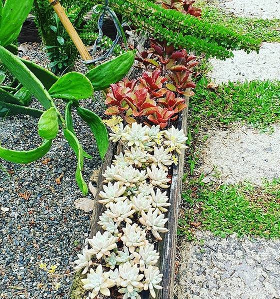 &lt;遊記-苗栗三義&gt;山那邊，綠葉方舟+雅聞香草植物工廠 ARW