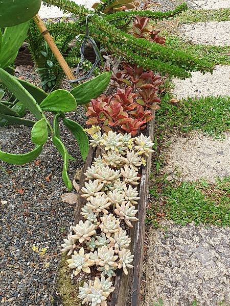 &lt;遊記-苗栗三義&gt;山那邊，綠葉方舟+雅聞香草植物工廠 ARW