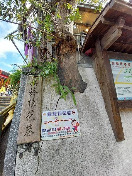 &lt;遊記-苗栗南庄&gt;2022苗栗一日遊 三灣落雨松-南庄老街~