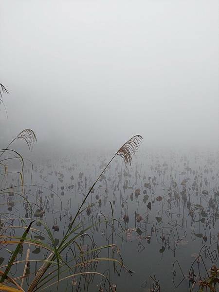 &lt;遊記-苗栗南庄&gt;2022苗栗一日遊 三灣落雨松-南庄老街~