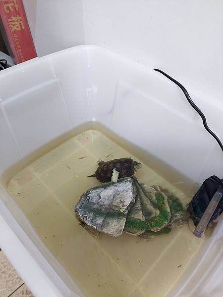 {桃園食記}盈利 廣東腸粉/蒸麵