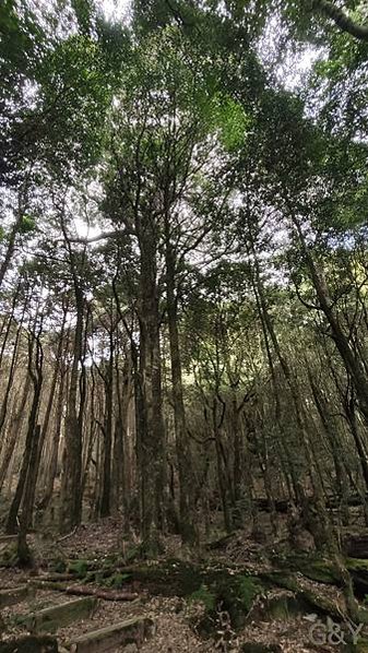 &lt;台中和平&gt;大雪山第二彈－大雪山賓館推推～木馬道前半段很硬&amp;