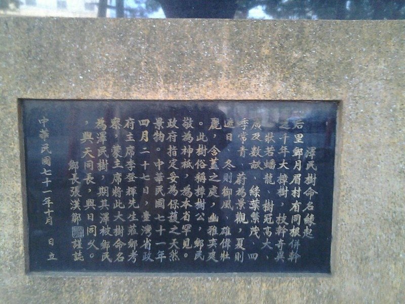 7088月眉樟樹公