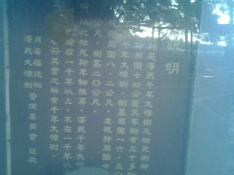 7097月眉樟樹公