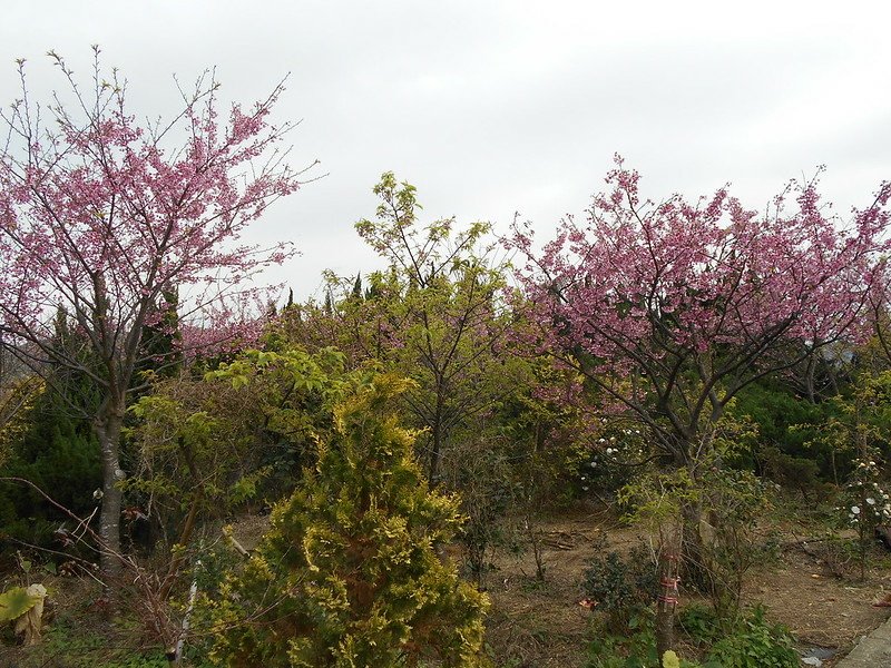 DSCN2011