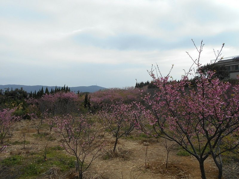 DSCN2008