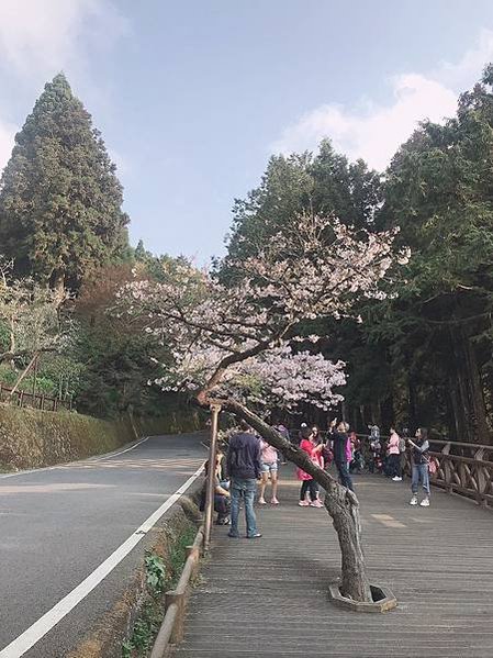 阿里山