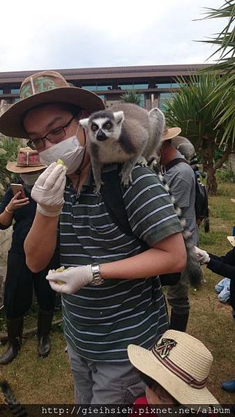 【陪烏龜散步】20151121 六福莊 環尾狐猴互動體驗