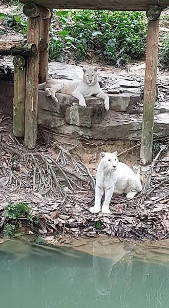 初訪廣州長隆野生動物園~來給動物看囉!