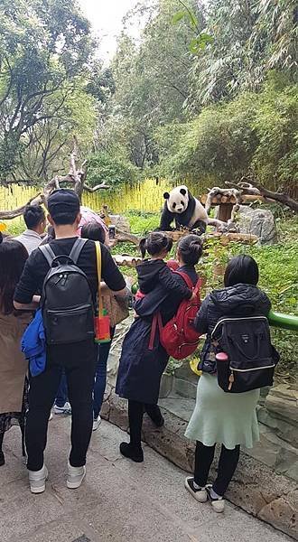 初訪廣州長隆野生動物園~來給動物看囉!