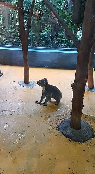 初訪廣州長隆野生動物園~來給動物看囉!