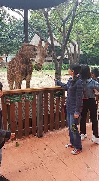 初訪廣州長隆野生動物園~來給動物看囉!