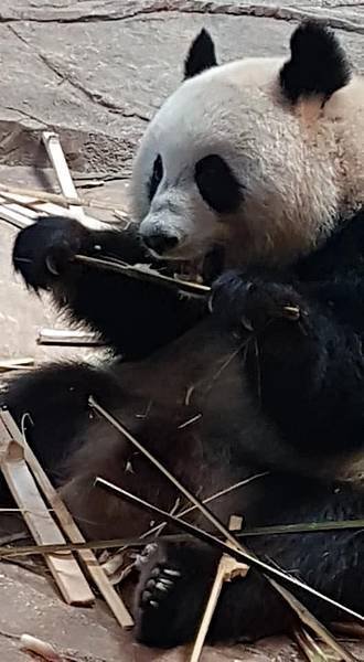 初訪廣州長隆野生動物園~來給動物看囉!
