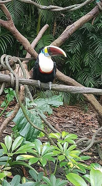 初訪廣州長隆野生動物園~來給動物看囉!