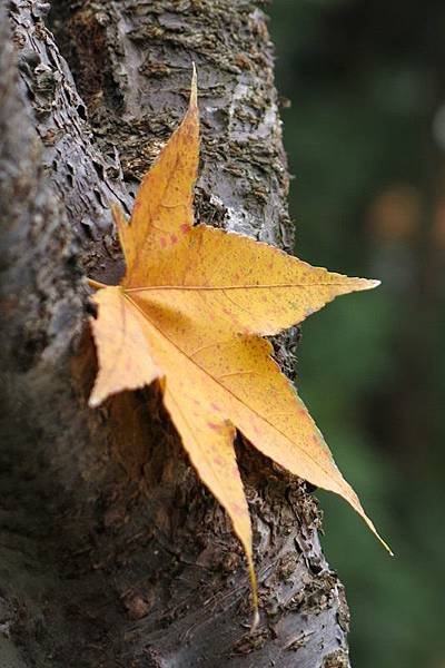 tree&amp; leaf 4x6