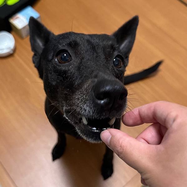 【威旺超優疫】全素食三效合一保健配方 🐶 專利成份OxC-B