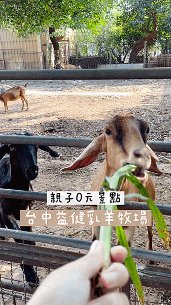 台中免費景點｜益健乳羊牧場，0元近距離接觸羊羊！銅板價餵食羊