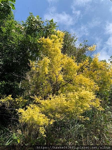 豪華雙子卷(錦屏之美)