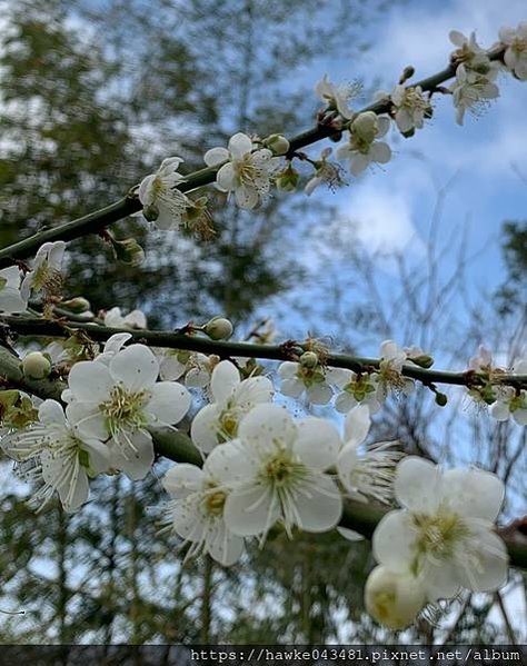 豪華雙子卷(錦屏之美)