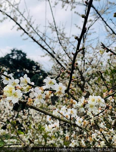 豪華雙子卷(錦屏之美)