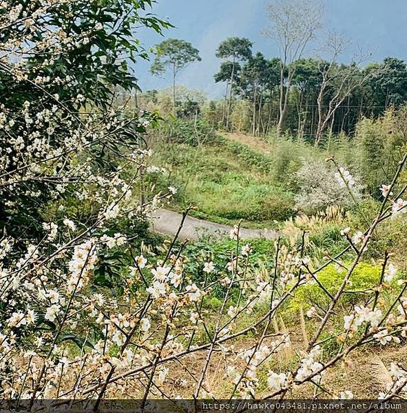 豪華雙子卷(錦屏之美)