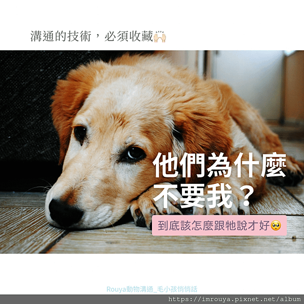 【Rouya動物溝通】如何照顧被送養數次的狗狗？ 心裡的健康