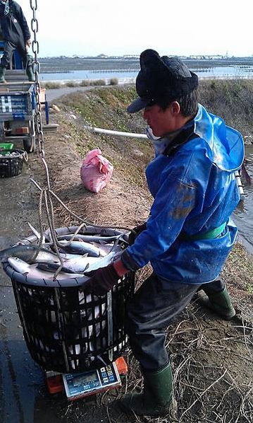 虱目魚釣掛作業