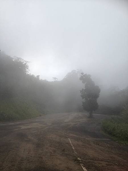 【高雄】藤枝林道二集團生態步道