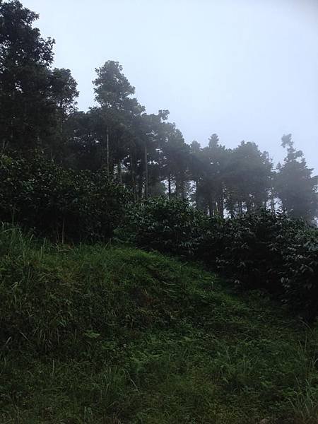 【高雄】藤枝林道二集團生態步道