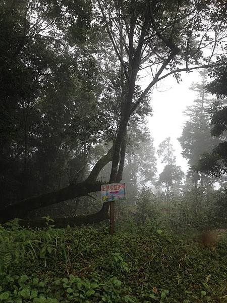 【高雄】藤枝林道二集團生態步道