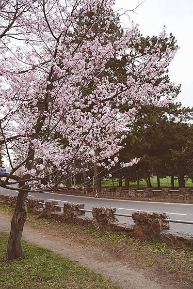 【日本北海道】小樽、登別、白金青池、白鬚瀑布、美瑛名樹8日行