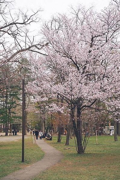 【日本北海道】小樽、登別、白金青池、白鬚瀑布、美瑛名樹8日行