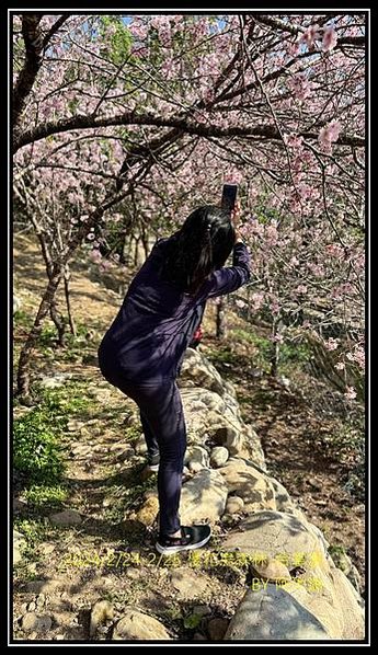 2024/2/24-2/25【阿木珊-97露】櫻花鳥森林露營