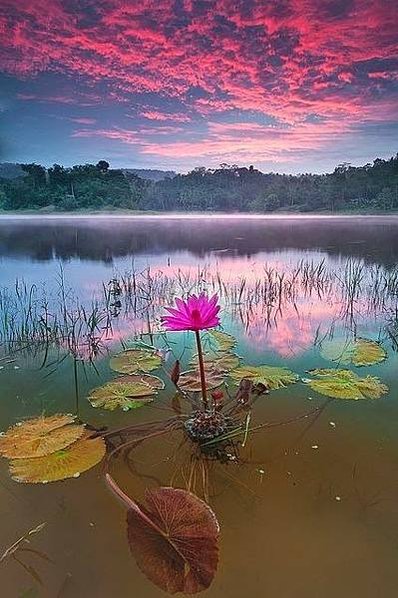 beautiful-lotus-morning-view-Favim.com-1212577-1