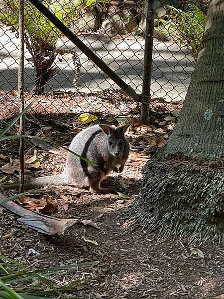 2023春 澳洲自助16日 庫倫賓野生動物園