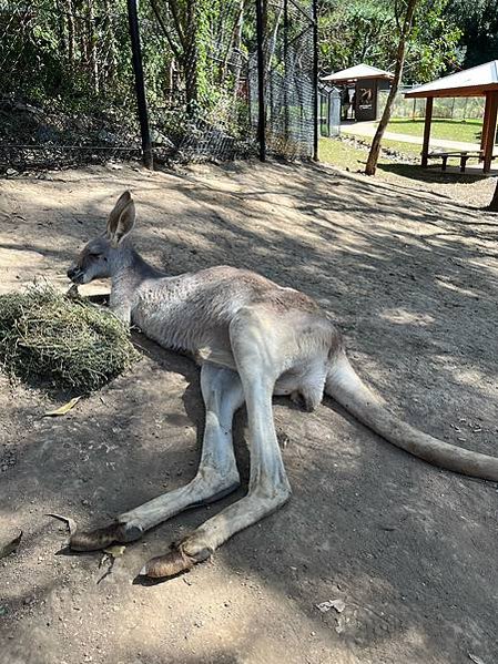 2023春 澳洲自助16日 庫倫賓野生動物園