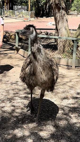 2023春 澳洲自助16日 庫倫賓野生動物園