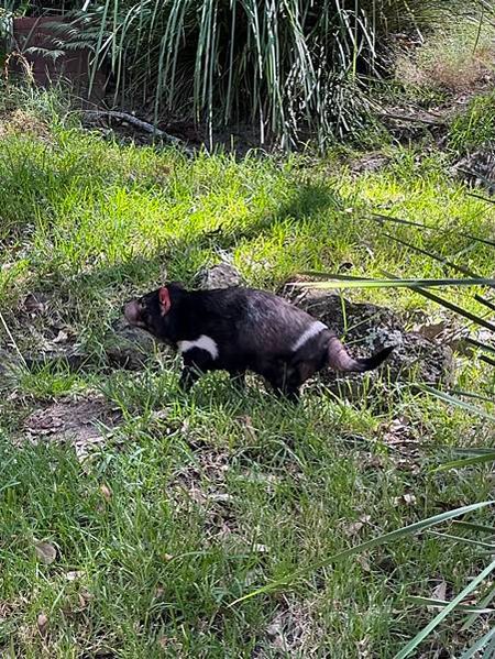 2023春 澳洲自助16日 庫倫賓野生動物園