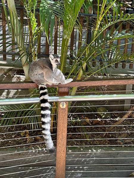 2023春 澳洲自助16日 庫倫賓野生動物園