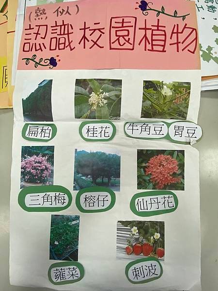 認識校園植物-2