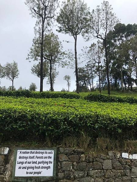 Lipton’s Seat與泰米爾採茶婦女