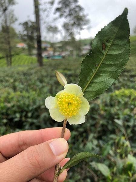 Lipton’s Seat與泰米爾採茶婦女