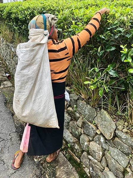 Lipton’s Seat與泰米爾採茶婦女