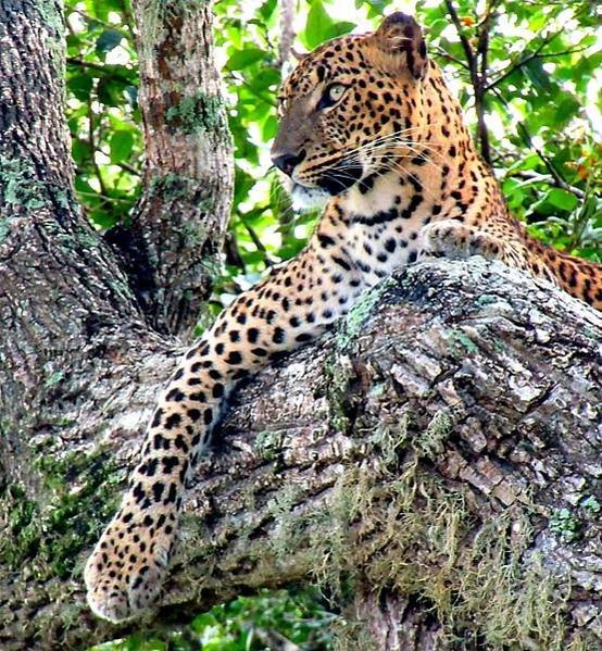 Sri Lankan leopard